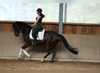 Westphalien, Hongre, 4 Ans, 166 cm, Bai brun