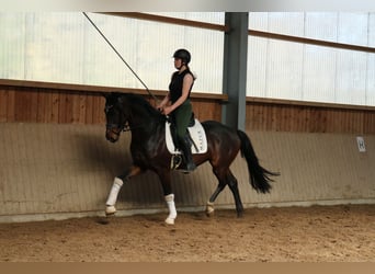 Westphalien, Hongre, 4 Ans, 166 cm, Bai brun