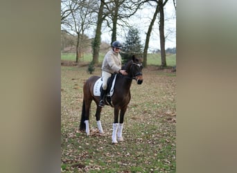 Westphalien, Hongre, 4 Ans, 166 cm, Bai brun