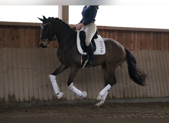 Westphalien, Hongre, 4 Ans, 166 cm, Bai brun