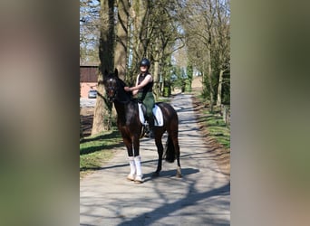 Westphalien, Hongre, 4 Ans, 166 cm, Bai brun