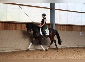 Westphalien, Hongre, 4 Ans, 166 cm, Bai brun