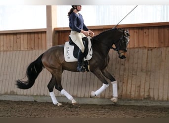 Westphalien, Hongre, 4 Ans, 166 cm, Bai brun