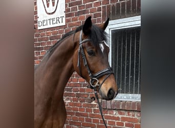 Westphalien, Hongre, 4 Ans, 166 cm, Bai