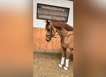 Westphalien, Hongre, 4 Ans, 166 cm