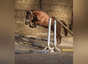 Westphalien, Hongre, 4 Ans, 167 cm, Alezan