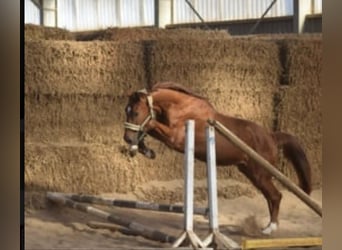 Westphalien, Hongre, 4 Ans, 167 cm, Alezan