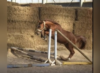 Westphalien, Hongre, 4 Ans, 167 cm, Alezan