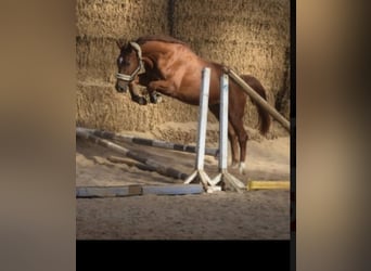 Westphalien, Hongre, 4 Ans, 167 cm, Alezan