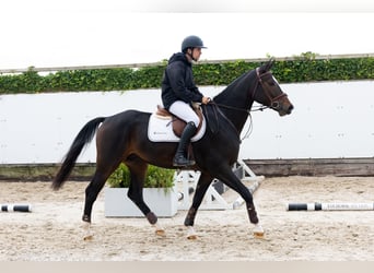 Westphalien, Hongre, 4 Ans, 167 cm, Bai brun Westphalien, Hongre, 4 Ans, 167 cm, Bai brun