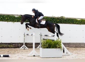 Westphalien, Hongre, 4 Ans, 167 cm, Bai brun Westphalien, Hongre, 4 Ans, 167 cm, Bai brun