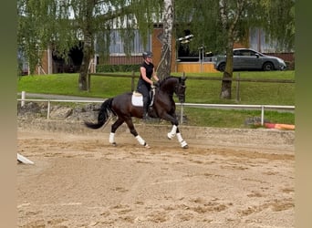 Westphalien, Hongre, 4 Ans, 167 cm, Bai brun foncé