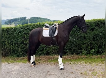Westphalien, Hongre, 4 Ans, 167 cm, Bai brun foncé