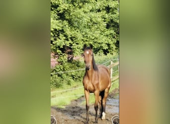 Westphalien, Hongre, 4 Ans, 167 cm, Bai