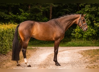 Westphalien, Hongre, 4 Ans, 168 cm, Bai brun
