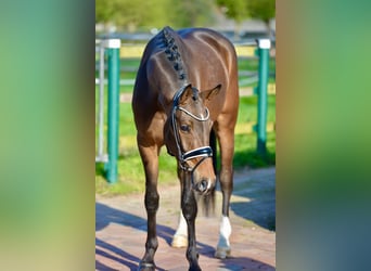 Westphalien, Hongre, 4 Ans, 168 cm, Bai brun