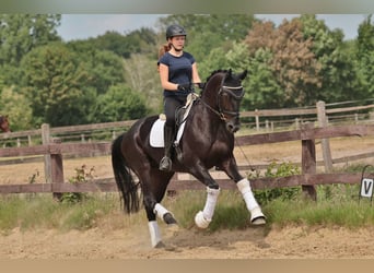 Westphalien, Hongre, 4 Ans, 168 cm, Bai brun foncé
