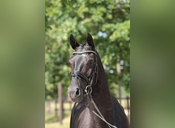 Westphalien, Hongre, 4 Ans, 168 cm, Bai brun foncé