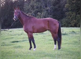 Westphalien, Hongre, 4 Ans, 168 cm, Bai
