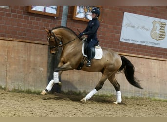 Westphalien, Hongre, 4 Ans, 168 cm, Bai