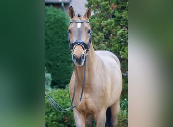 Westphalien, Hongre, 4 Ans, 168 cm, Bai
