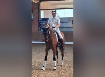 Westphalien, Hongre, 4 Ans, 168 cm, Bai