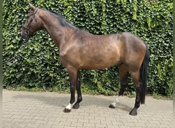 Westphalien, Hongre, 4 Ans, 168 cm, Bai