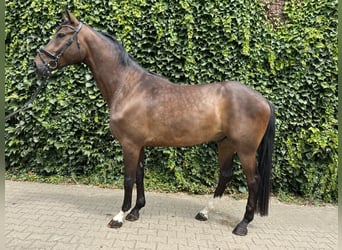 Westphalien, Hongre, 4 Ans, 168 cm, Bai