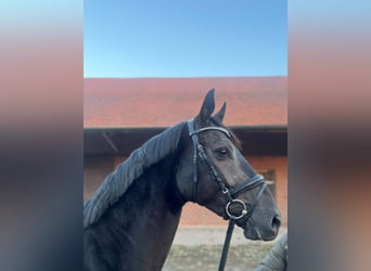 Westphalien, Hongre, 4 Ans, 168 cm, Noir
