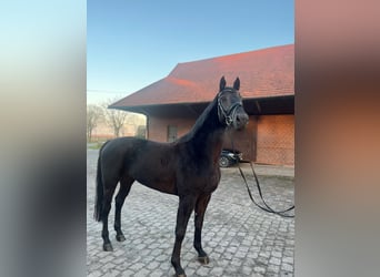 Westphalien, Hongre, 4 Ans, 168 cm, Noir