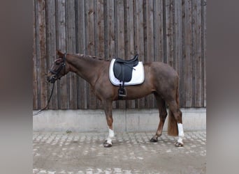 Westphalien, Hongre, 4 Ans, 169 cm, Alezan brûlé