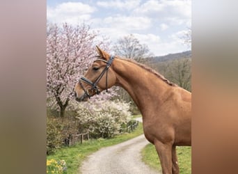 Westphalien, Hongre, 4 Ans, 169 cm, Alezan