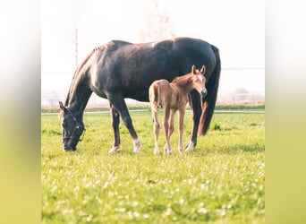 Westphalien, Hongre, 4 Ans, 169 cm, Alezan