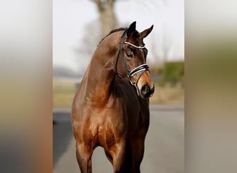 Westphalien, Hongre, 4 Ans, 169 cm, Bai brun