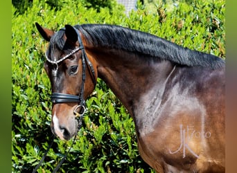 Westphalien, Hongre, 4 Ans, 169 cm, Bai brun