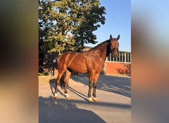Westphalien, Hongre, 4 Ans, 169 cm, Bai