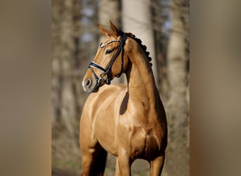 Westphalien, Hongre, 4 Ans, 170 cm, Alezan