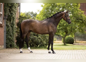 Westphalien, Hongre, 4 Ans, 170 cm, Bai brun