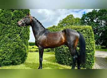 Westphalien, Hongre, 4 Ans, 170 cm, Bai brun