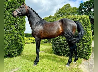 Westphalien, Hongre, 4 Ans, 170 cm, Bai brun