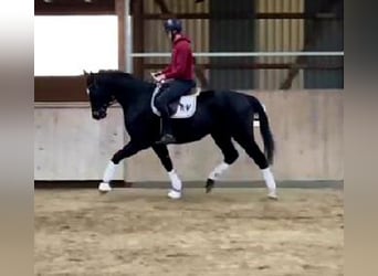 Westphalien, Hongre, 4 Ans, 170 cm, Bai brun foncé