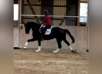 Westphalien, Hongre, 4 Ans, 170 cm, Bai brun foncé