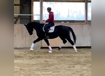 Westphalien, Hongre, 4 Ans, 170 cm, Bai brun foncé