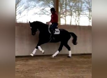 Westphalien, Hongre, 4 Ans, 170 cm, Bai brun foncé