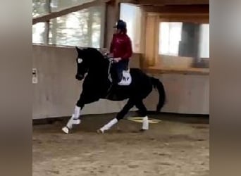 Westphalien, Hongre, 4 Ans, 170 cm, Bai brun foncé