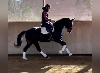 Westphalien, Hongre, 4 Ans, 170 cm, Bai brun foncé