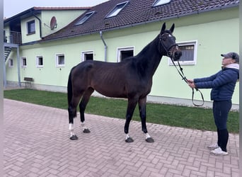 Westphalien, Hongre, 4 Ans, 170 cm, Bai brun foncé