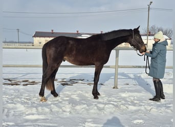 Westphalien, Hongre, 4 Ans, 170 cm, Bai cerise