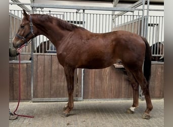 Westphalien, Hongre, 4 Ans, 171 cm, Alezan