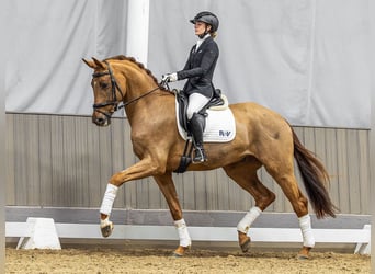 Westphalien, Hongre, 4 Ans, 172 cm, Alezan